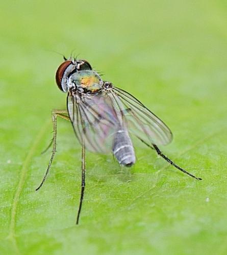 Argyra sp.